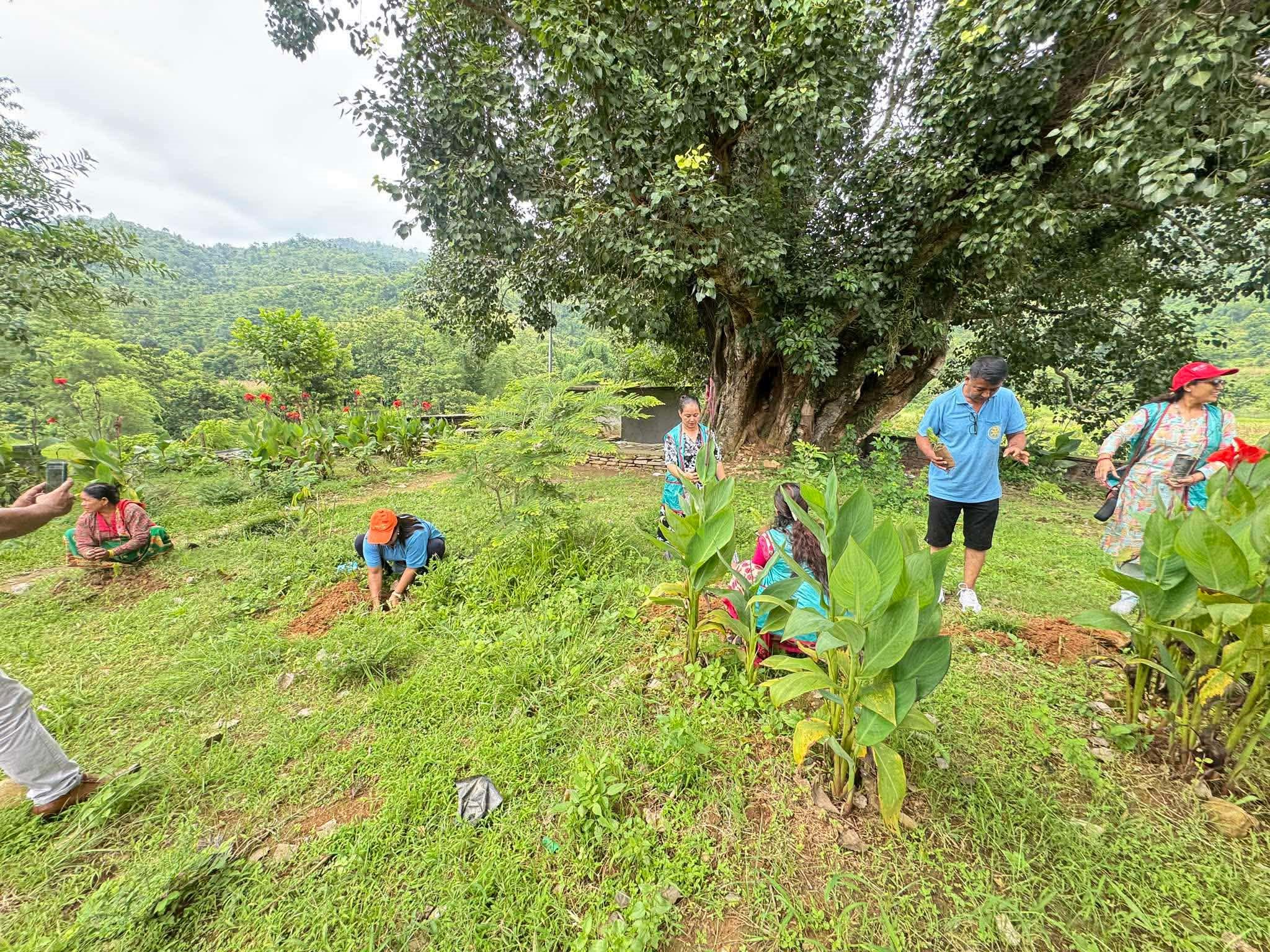 Tree Plantation