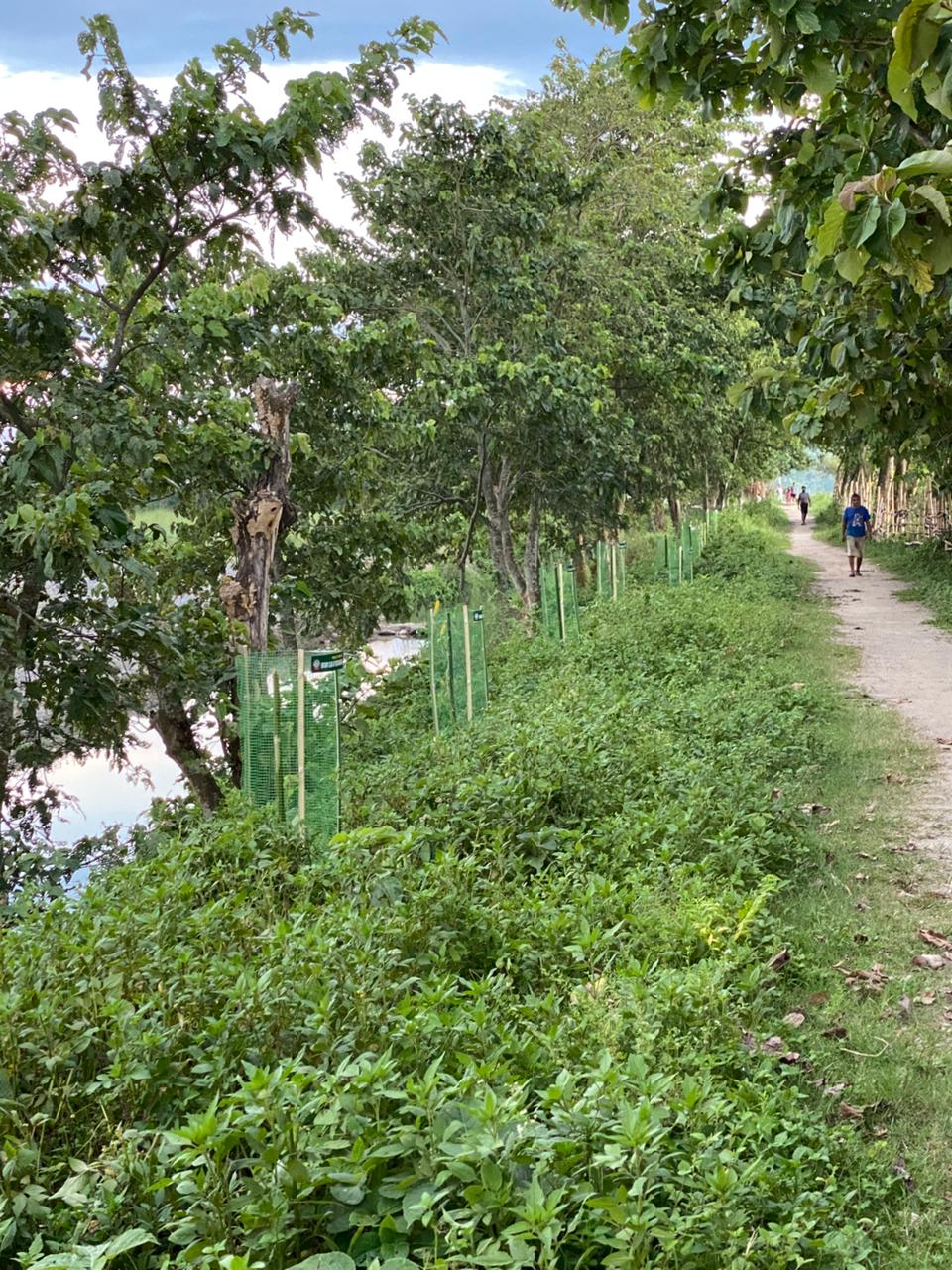 Rotary Plantation Day