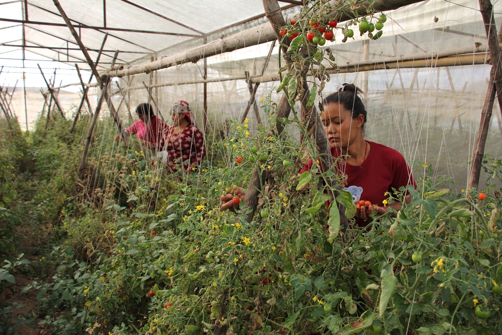 Loan investment under the microcredit program