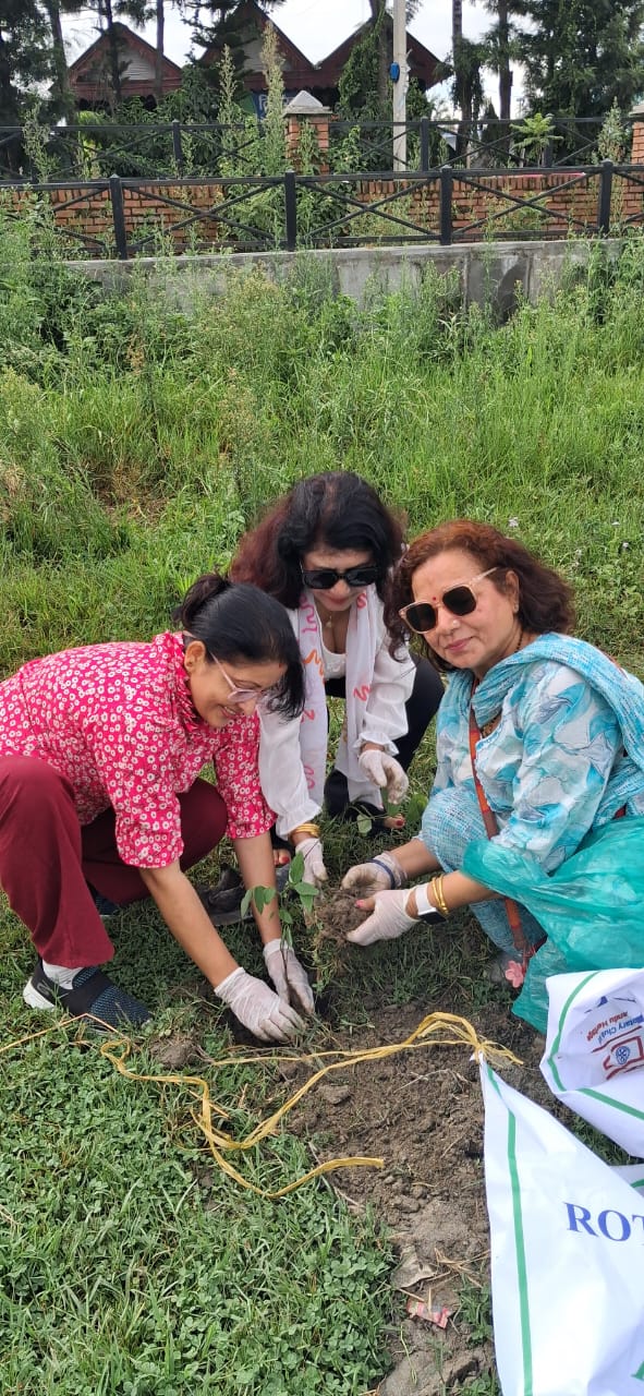 Tree Plantation