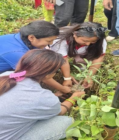 Tree Plantation